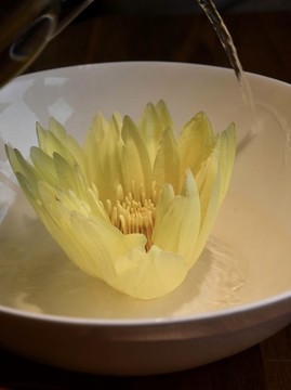 香水蓮花