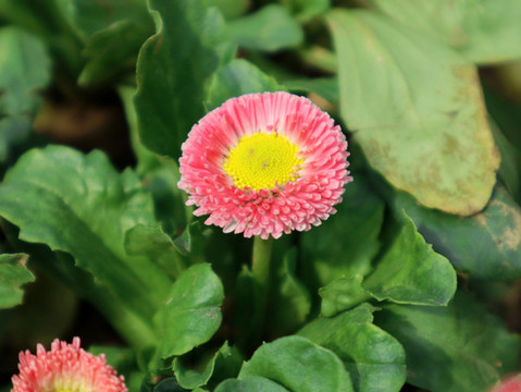 小菊花
