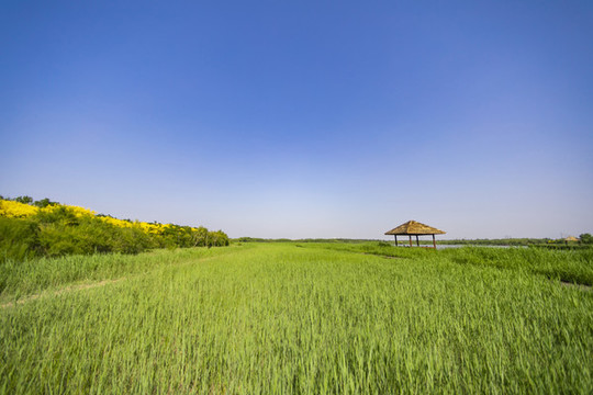 天津西青郊野公園自然風(fēng)光