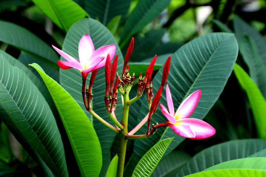 雞蛋花
