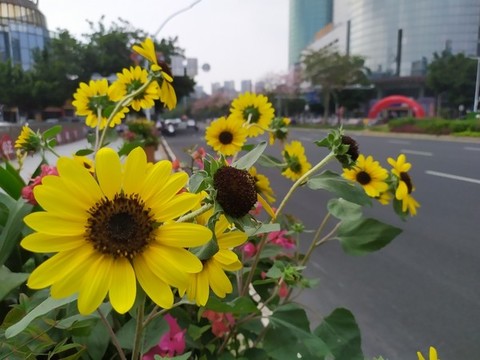 黃色小花
