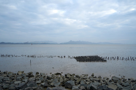深圳灣海水退潮以后