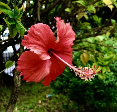 朱槿花