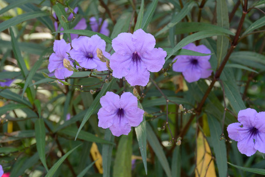 藍花草