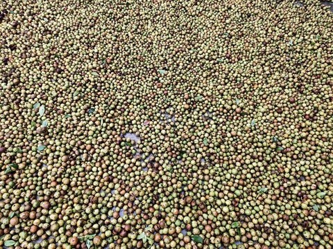 曬茶籽