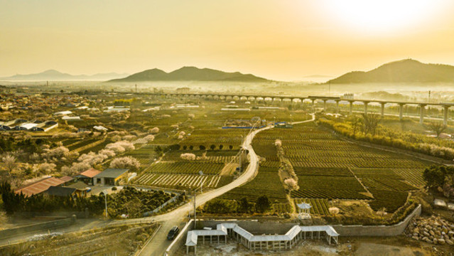 嶗山茶