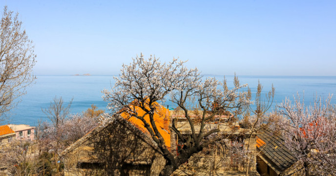 嶗山春天