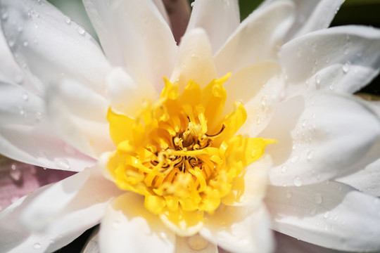 白蓮花