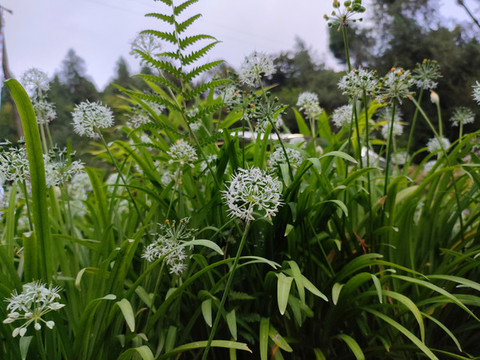 寬葉韭花