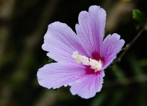 木槿