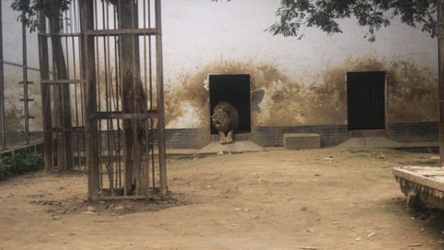 雄獅