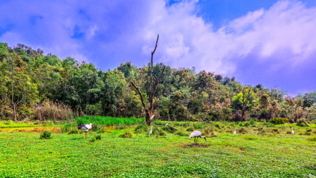 太陽河國家森林公園嬉鳥園
