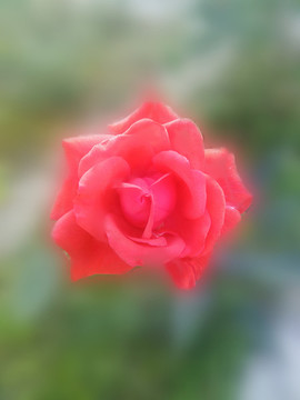 一朵月季花