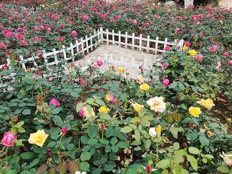 月季園