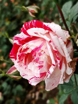 月季花