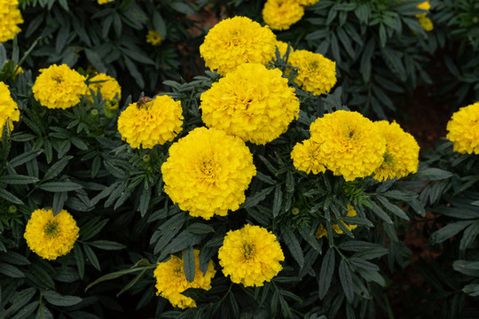萬壽菊