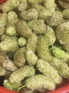 水果漿果莓果桑葚
