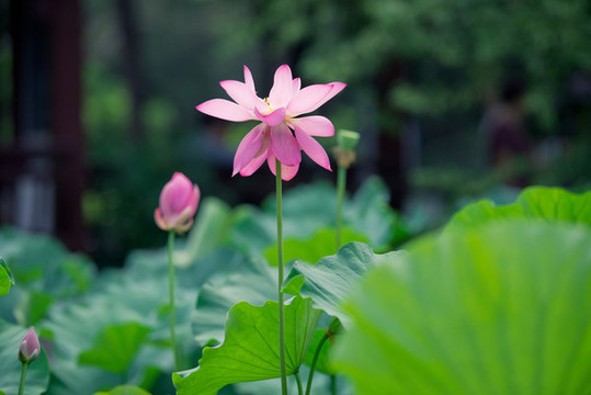 夏日荷花