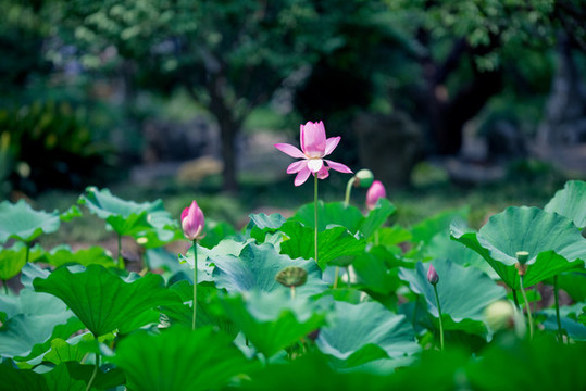 夏日荷花