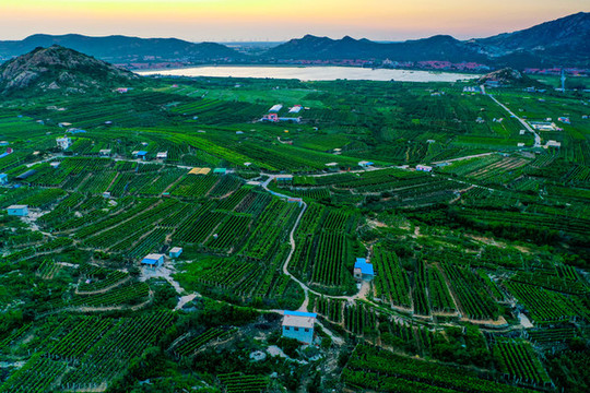 大澤山葡萄基地
