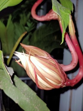 曇花一現(xiàn)