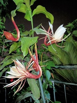 曇花一現(xiàn)