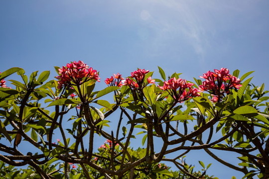 雞蛋花