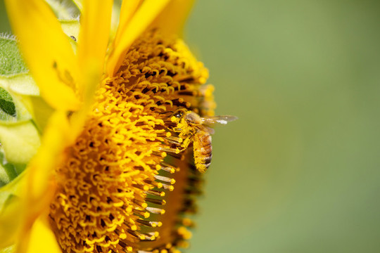 蜜蜂
