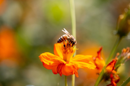 蜜蜂