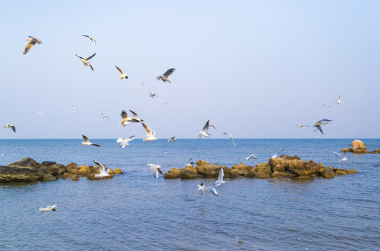 海面上飞翔的一群海鸟