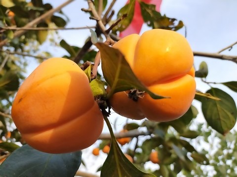 枝頭柿子