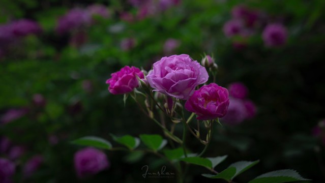 薔薇