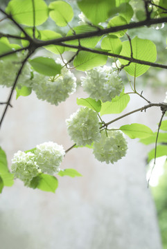 玉粉團(tuán)花