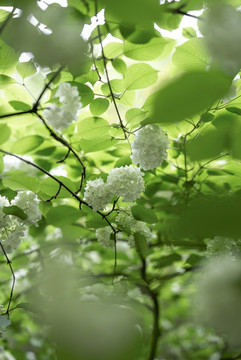 玉粉團(tuán)花