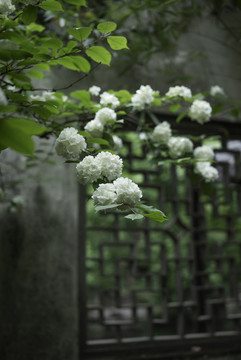 玉粉團(tuán)花