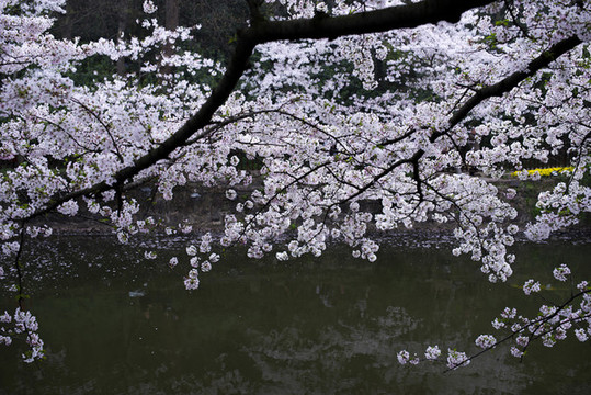 櫻花