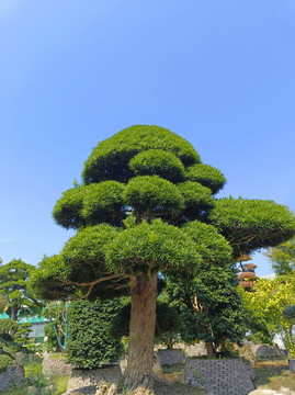 園藝造型松