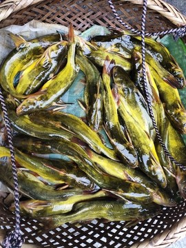 黃骨魚