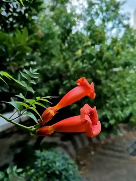 凌霄花