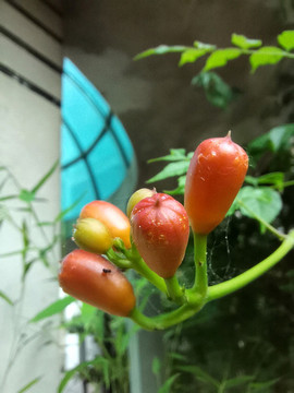 凌霄花