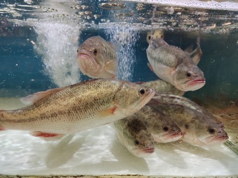 鱸魚(yú)