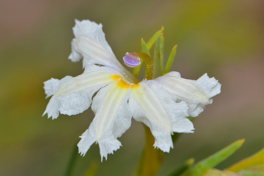 白花鳶尾
