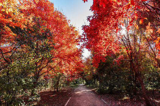 秋季的中國長春南湖公園紅葉風景