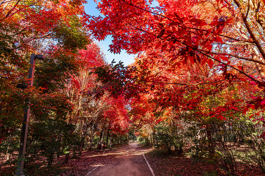 秋季的中國長春南湖公園紅葉風(fēng)景
