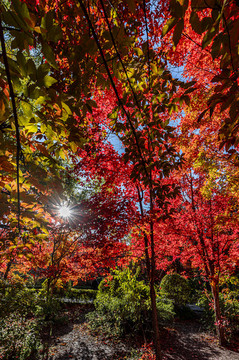 秋季的中國(guó)長(zhǎng)春南湖公園紅葉風(fēng)景