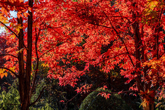 秋季的中國長春南湖公園紅葉風(fēng)景