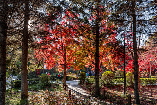 秋季的中國長春南湖公園紅葉景觀