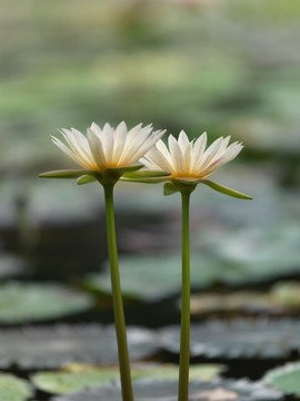 淡黃睡蓮
