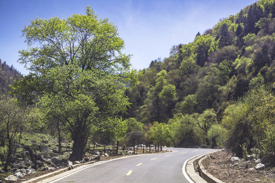 森林公路旅游風(fēng)景