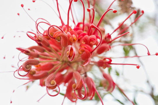 紅花銀樺